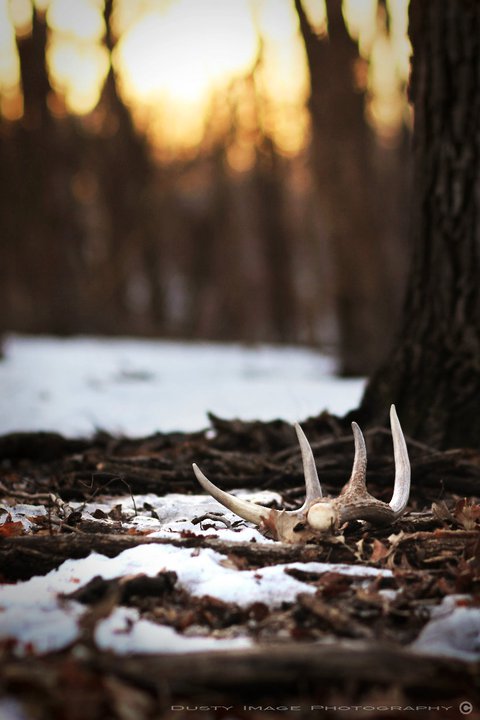 Pic-Shed Hunting