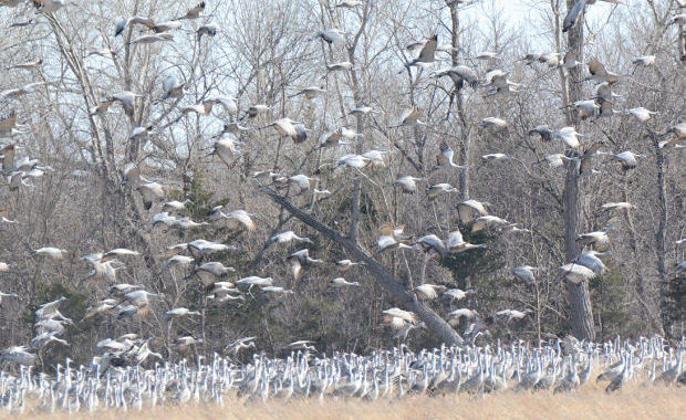 The Song of the Sandhill Cranes  By Gary Howey