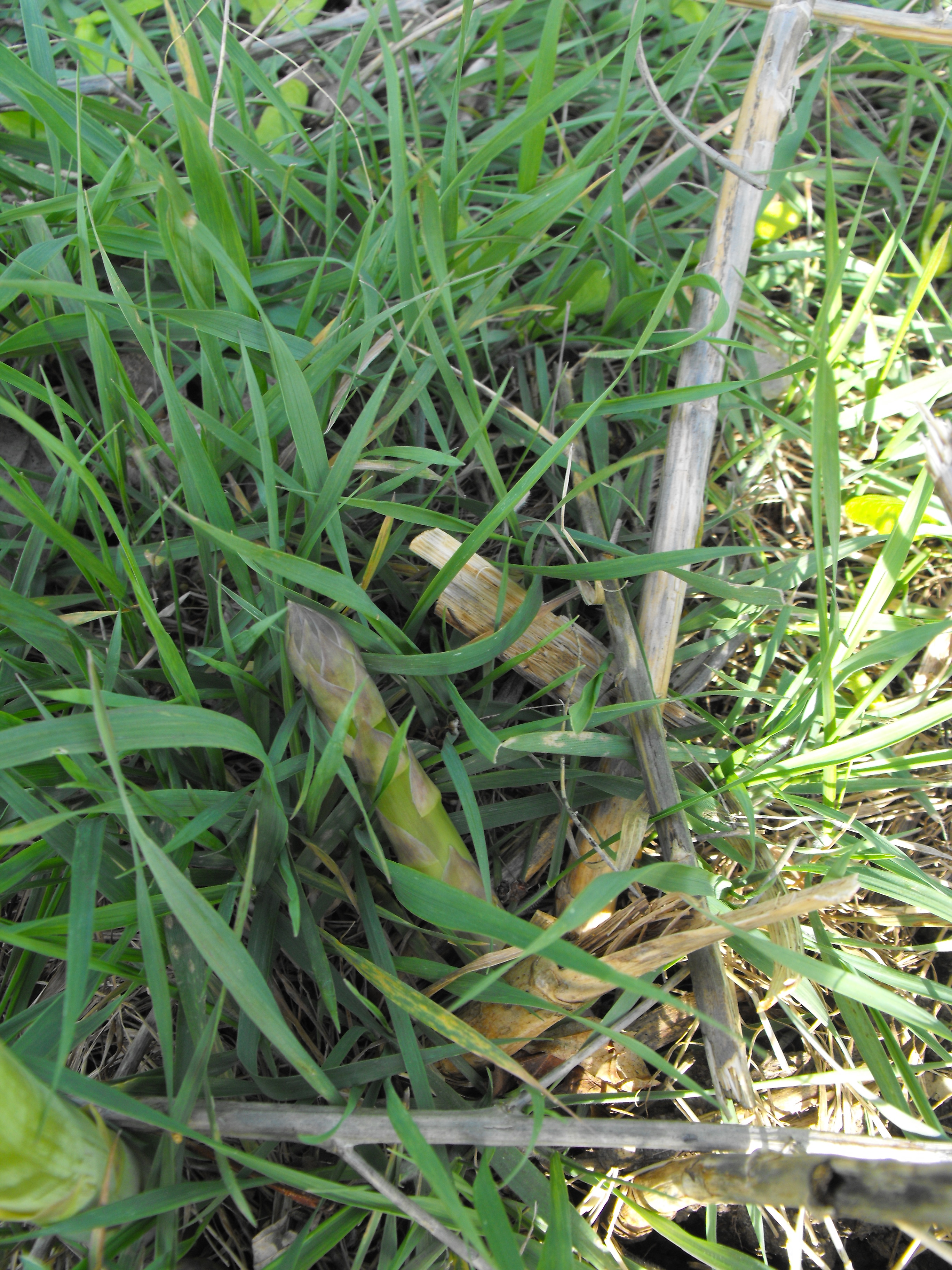 Wild about Wild Edibles  By Gary Howey