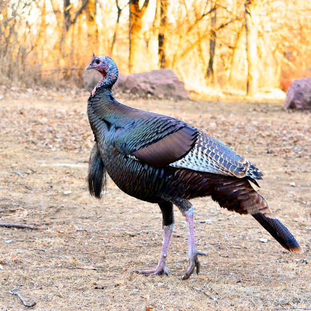 Myhre's turkey photo