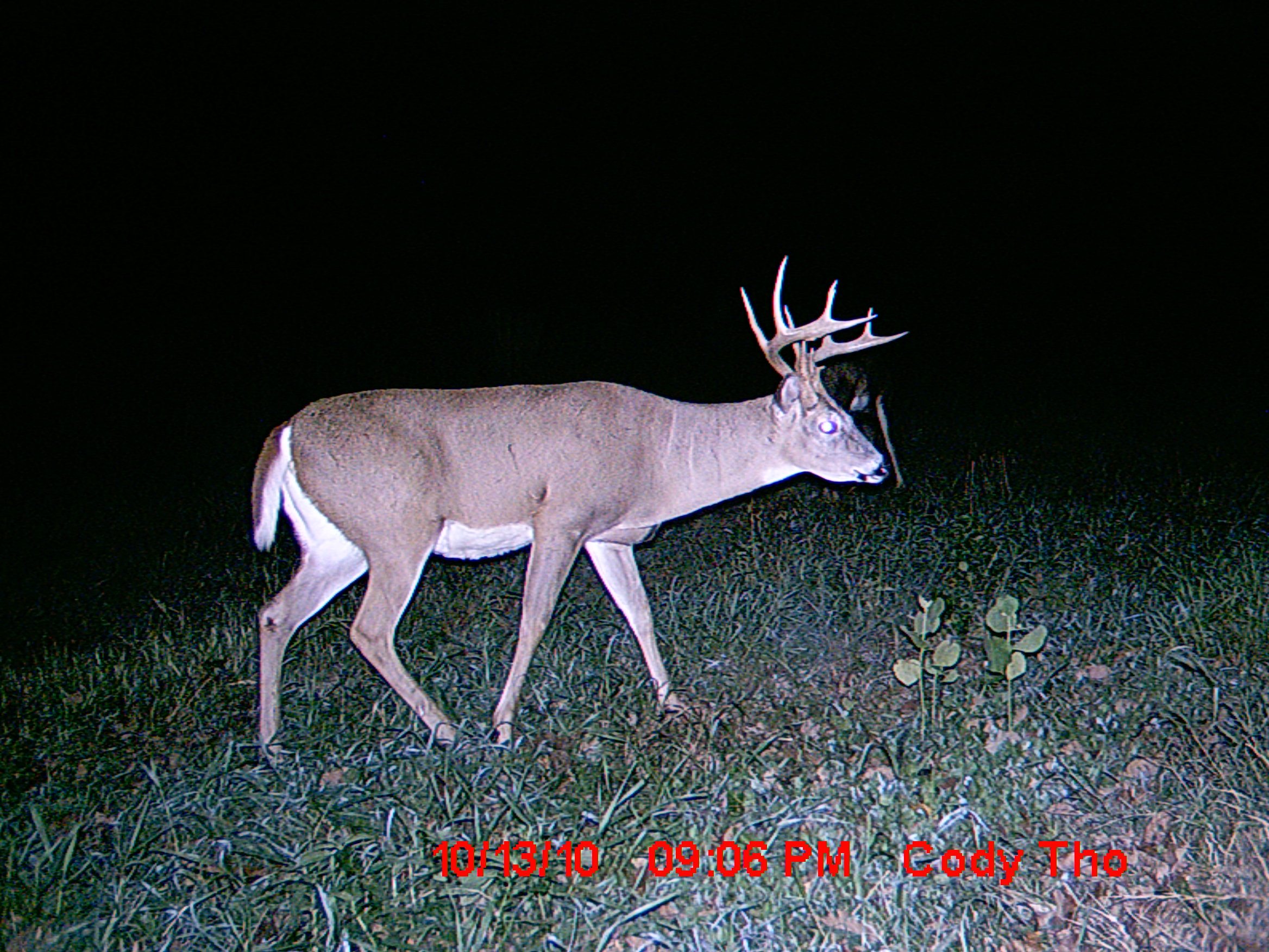 Pic-Food plot buck