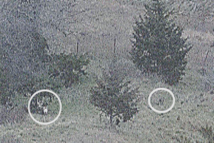 Now you see it  Now you don’t  By Gary Howey