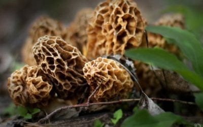 “Of the Outdoors” Mother Natures Garden By Gary Howey