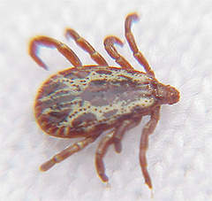 Those Nasty Ticks By Gary Howey