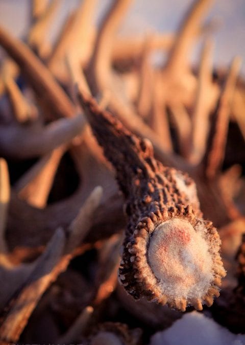 One of Mother Nature’s Most Beautiful Art Forms     A Deer antlers & its shed
