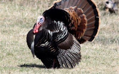 Are you Ready for Turkey Season? | by Gary Howey