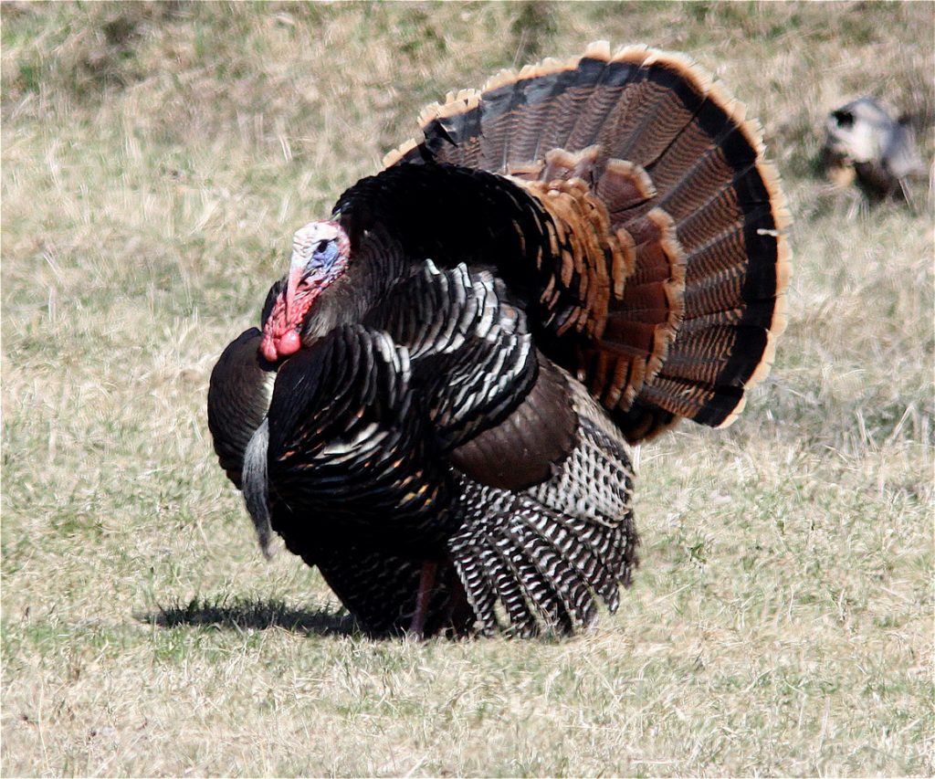 Pic Turkey Hybrid