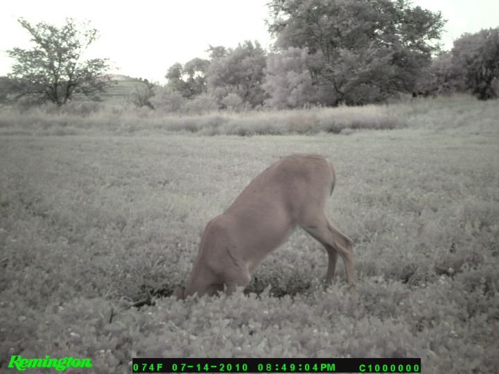 Wildlife Food Plantings