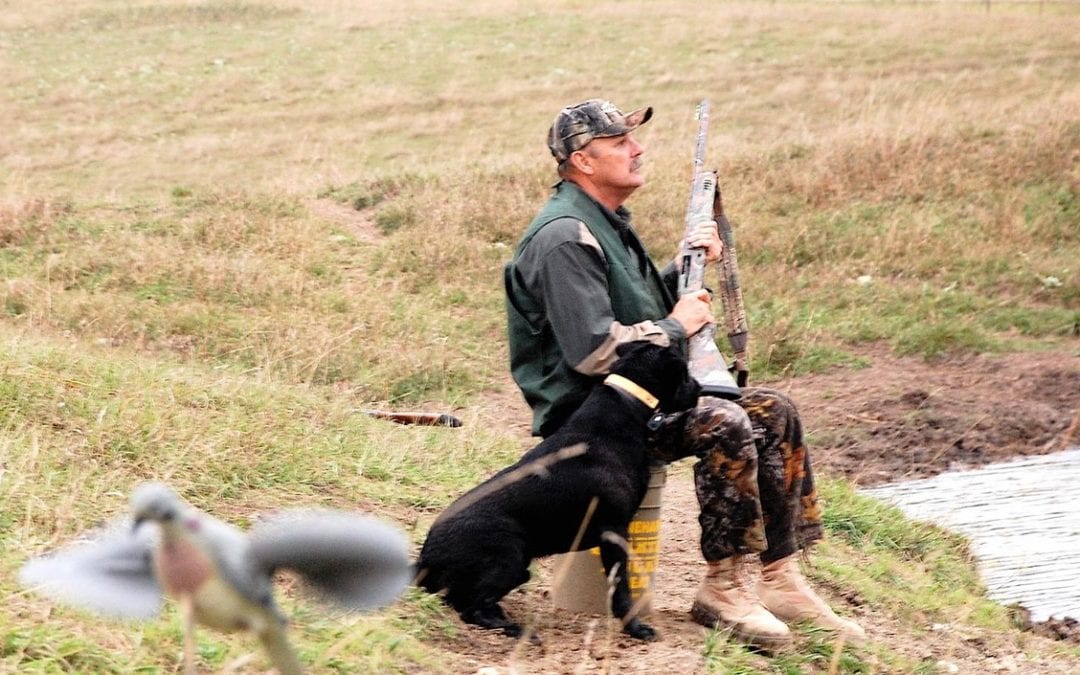 In Pursuit of  Those Acrobatic  little Flyers, THE DOVE