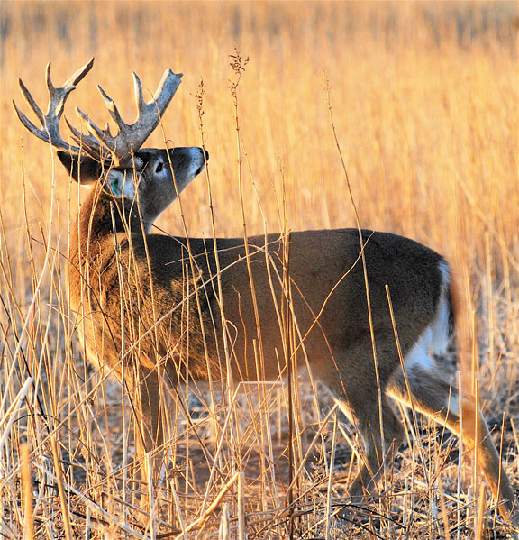 Gary Howey’s Outdoorsmen Adventures Television Video