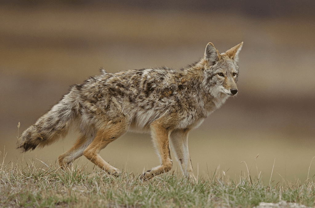 Managing Predators for More White-Tailed Deer  BY MARK MCCONNELL