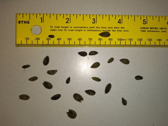Zebra Mussels Expanding throughout the upper Midwest By Gary Howey