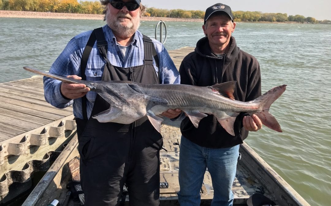 Paddlefish 2020  By Gary Howey