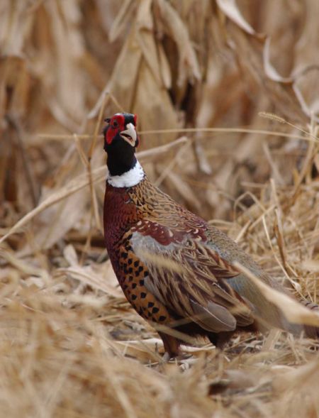 Pheasant Numbers Up for 2020 Season     Gary Howey