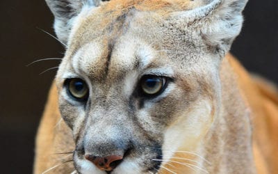 Nebraska Mountain lion lottery application period is Nov. 2 – Dec. 9