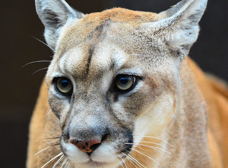Nebraska Mountain lion lottery application period is Nov. 2 – Dec. 9