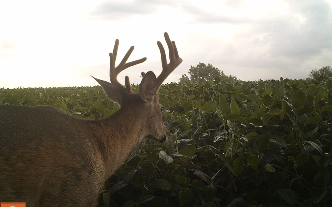 How Deer Survive the Winter     By Gary Howey