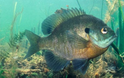 New Minnesota panfish regulations