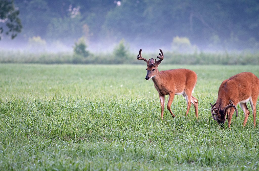 Minerals For Antler Growth: The Fascination With Growing Whitetail Antlers By AUSTIN DELANO