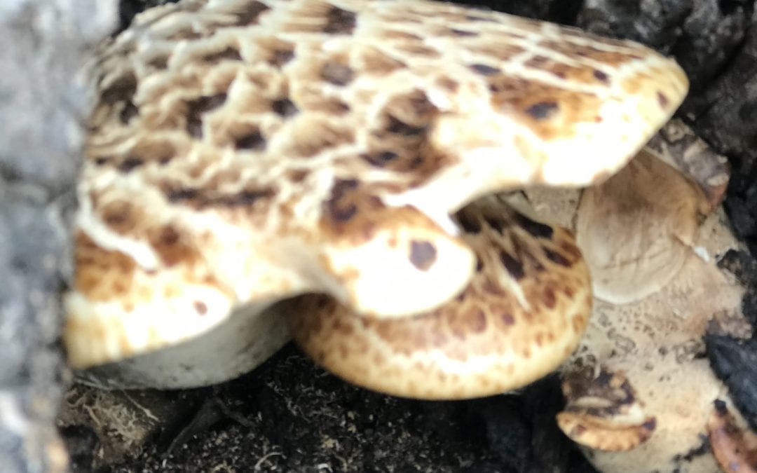 PREPARING PHEASANT BACK MUSHROOMS