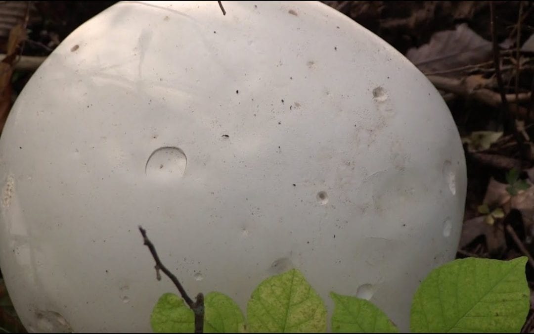 Early Season Mushrooms  By Gary Howey