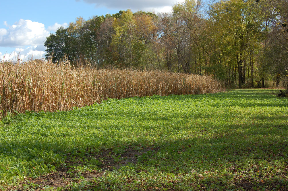 BROADCASTING CORN IN YOUR FOOD PLOT  BY: TODD AMENRUD