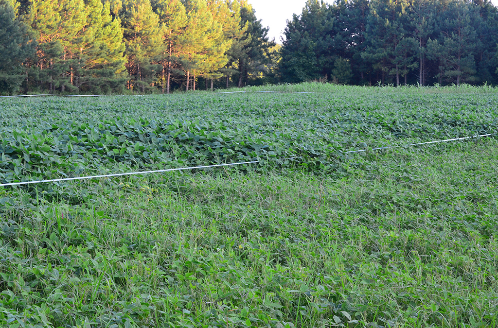 Gamekeepers of Mossy Oak FOOD PLOT FENCING OPTIONS BY: AUSTIN DELANO