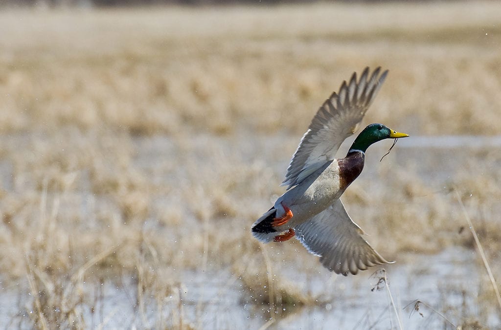 THE GAMEKEEPERS OF MOSSY OAK-What To Plant For Waterfowl BY: BOBBY COLE