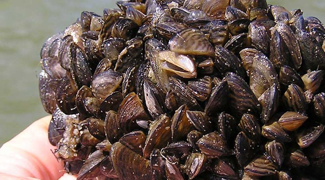 Invasive Species-What’s a Veliger, You Ask?