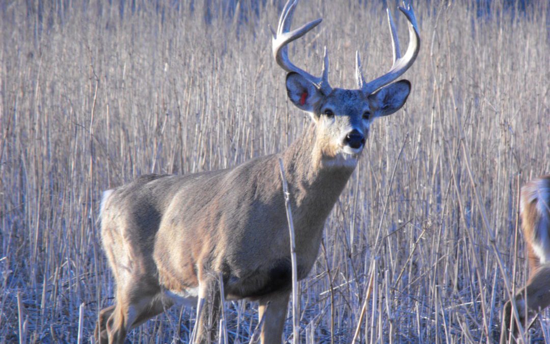 Getting High on Deer  Hunting     gary Howey