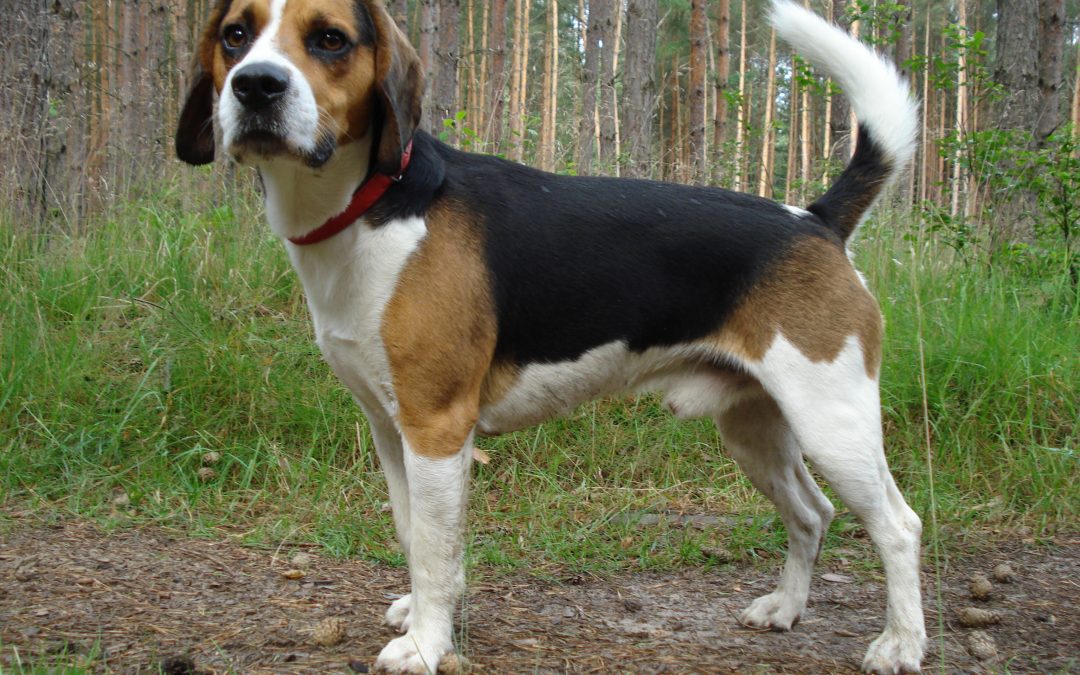 Those Rascally Rabbits By gary Howey