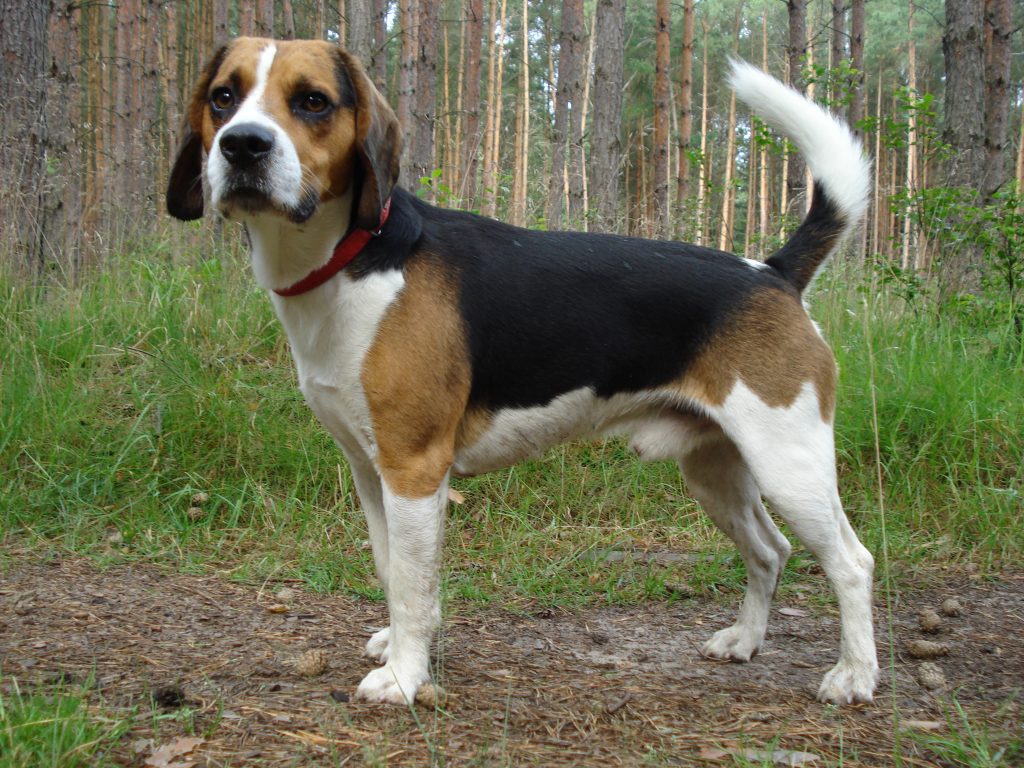 Pic-Beagle