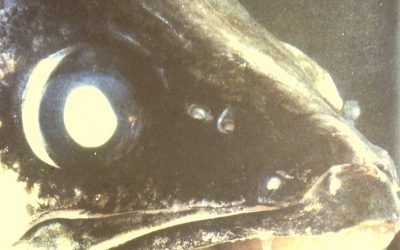 Only the big ‘uns get away Larry Myhre