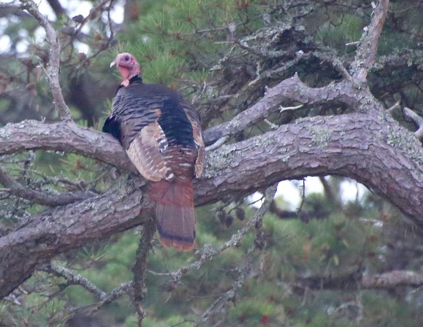 Scouting For  Longbeards   By gary Howey