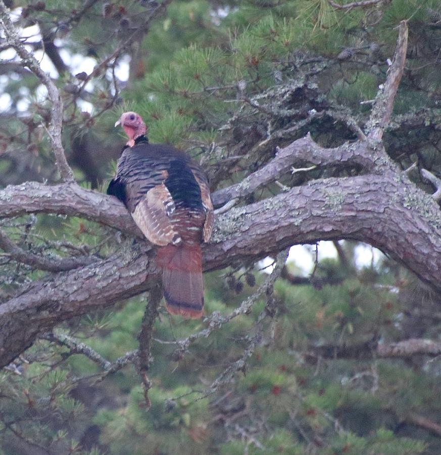 Pic-roost-turkey-bill-zajac