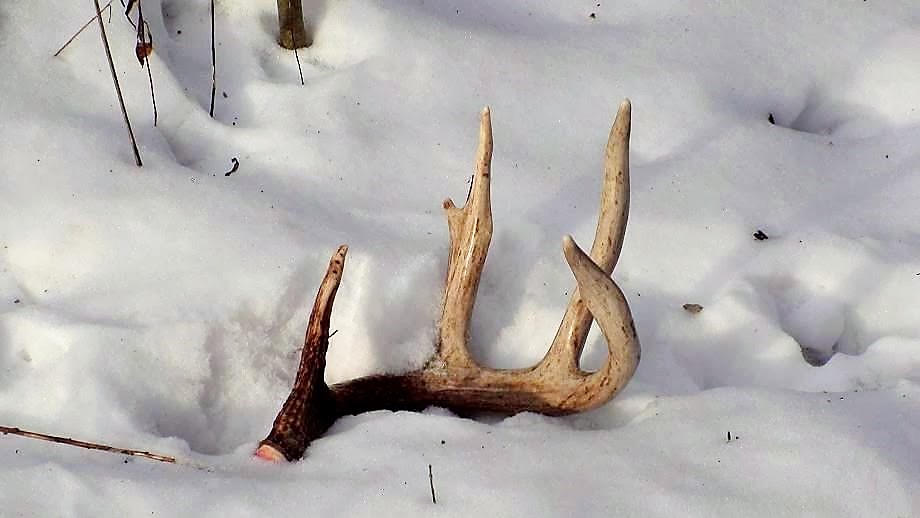 The Gamekeepers OF Mossy Oak: HOW TO FIND DEER ANTLER SHEDS BY: GERALD ALMY
