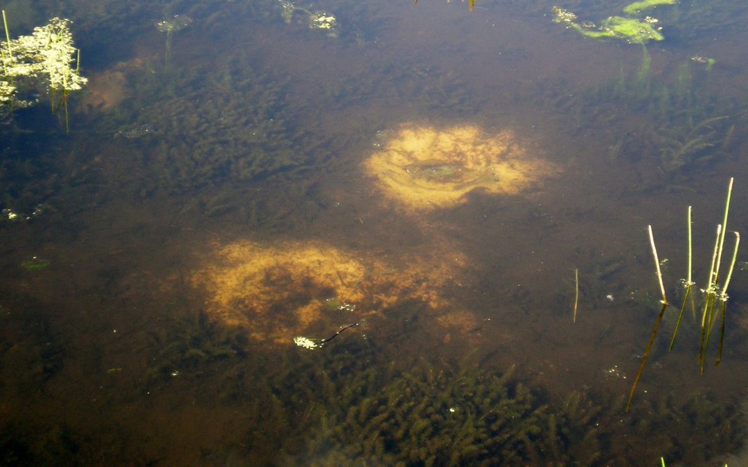 Fishing the Spawn     By gary Howey
