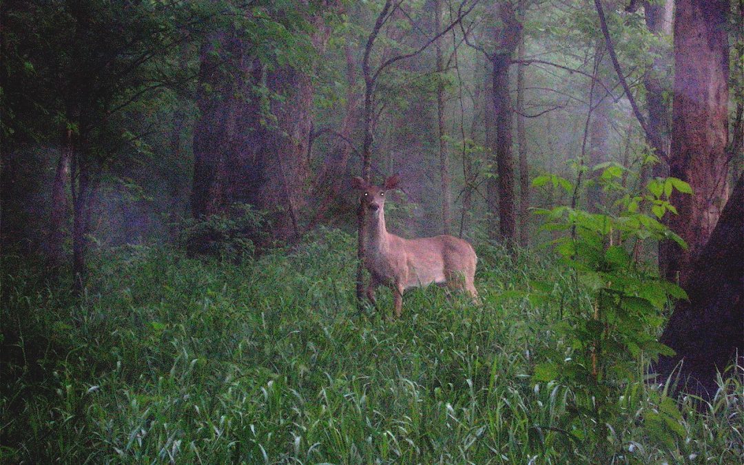 Close encounters of the wild turkey kind by Larry Myhre Reprinted from the Sioux City Journal