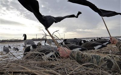 To get Waterfowls Attention, Pull out the Flag By gary Howey