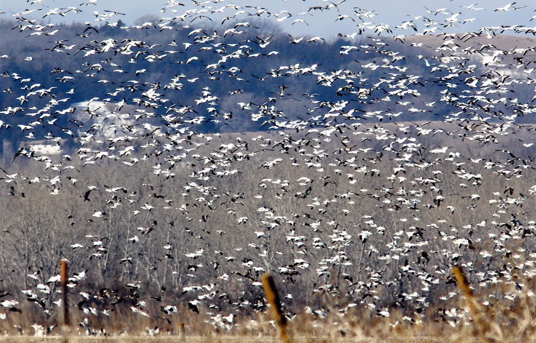It’s the Snows BY gary Howey