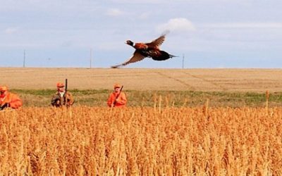 New columns will continue | by Gary Howey