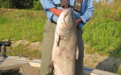 Blue Catfish, True River Monsters By gary Howey