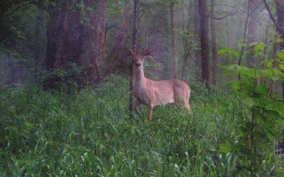 Close encounters of the wild turkey kind By Larry Myhre