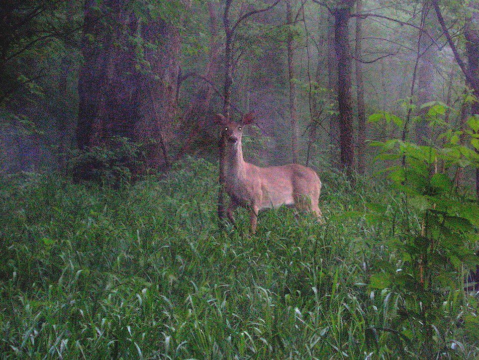 PIC Early Morning Doe