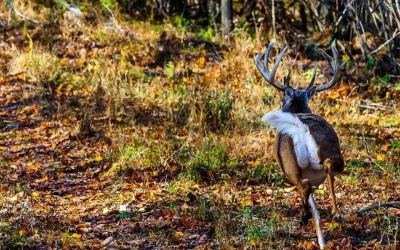 Mossy Oaks Gamekeepers “Tips for Blood Trailing a Deer”